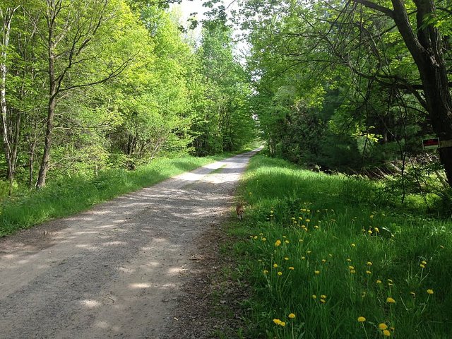 gravel-road-road-nature-shadows.jpg