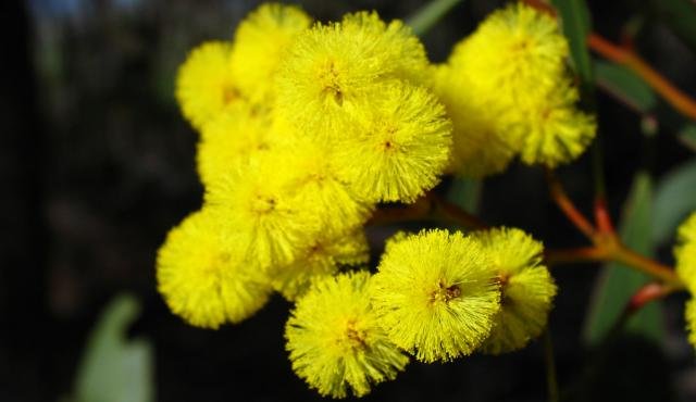 Golden_Wattle_03.jpg