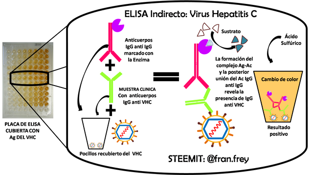 Virus de la hepatitis C ELISA.png