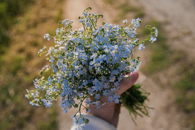 forget-me-nots-5302712_1280.jpg