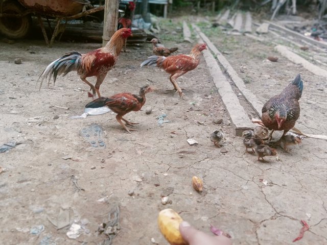 IMG20250606101157.jpg