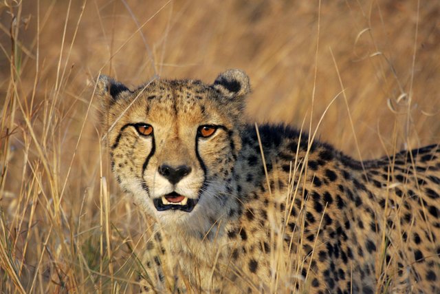 header-cheetah-sperka.jpg