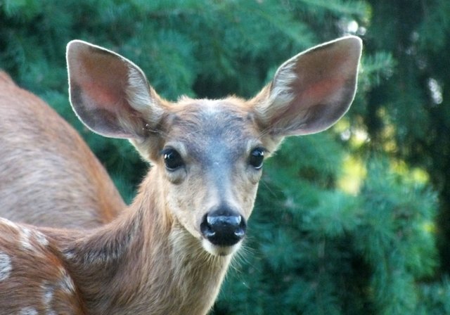 1091-Bambi.jpg