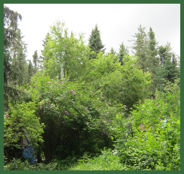 yard looking like a jungle looking towards lilacs over arches.JPG