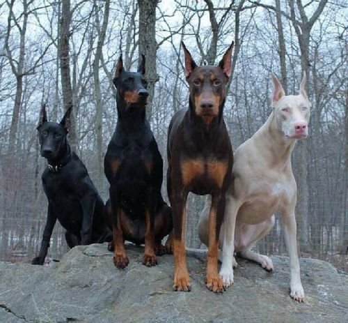 doberman1.jpg