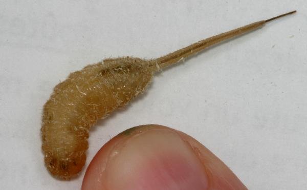 Eristalis.tenax_.larva_.full_.dorsal.with_.fingertip.jpg