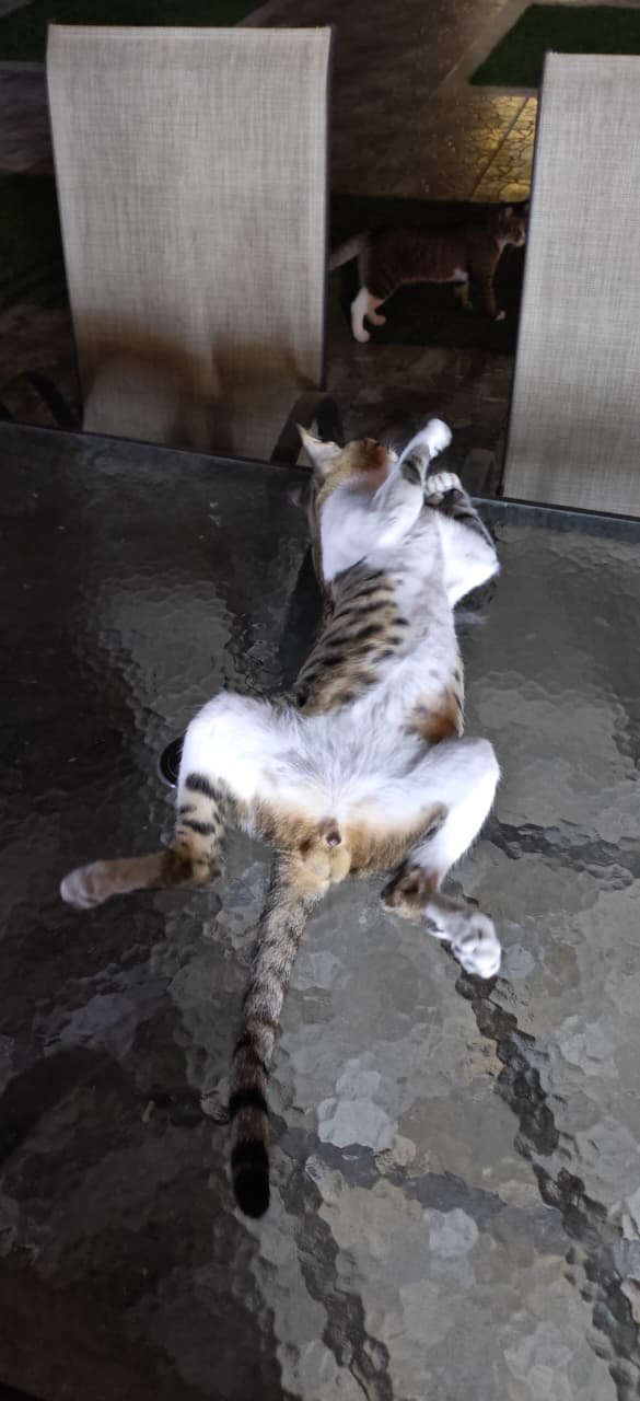 cat-striking-pose.jpeg