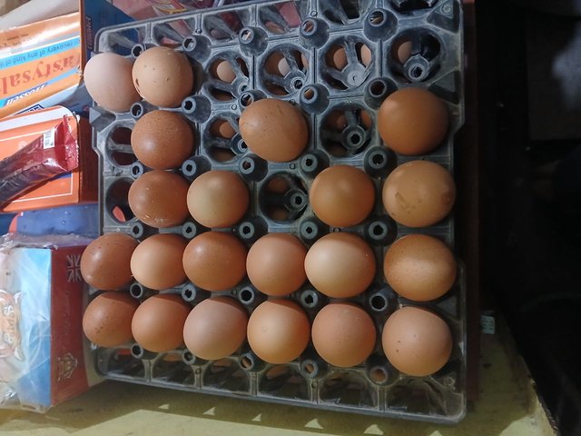 1000061043.jpg