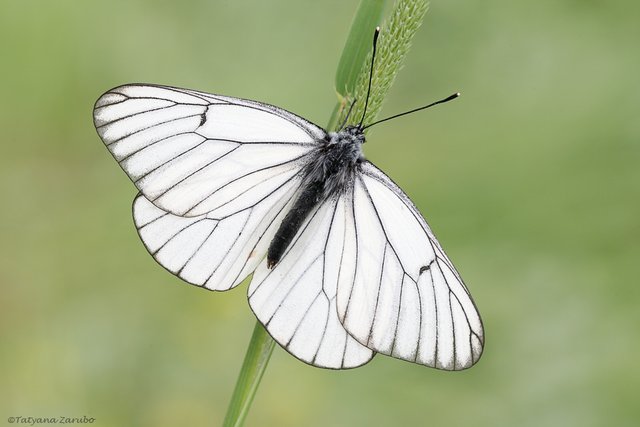 (Aporia crataegi) Black-Veined White_Akkelebek.jpg