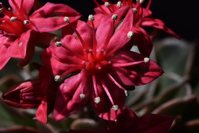 Graptopetalum Belum flower 5.jpg