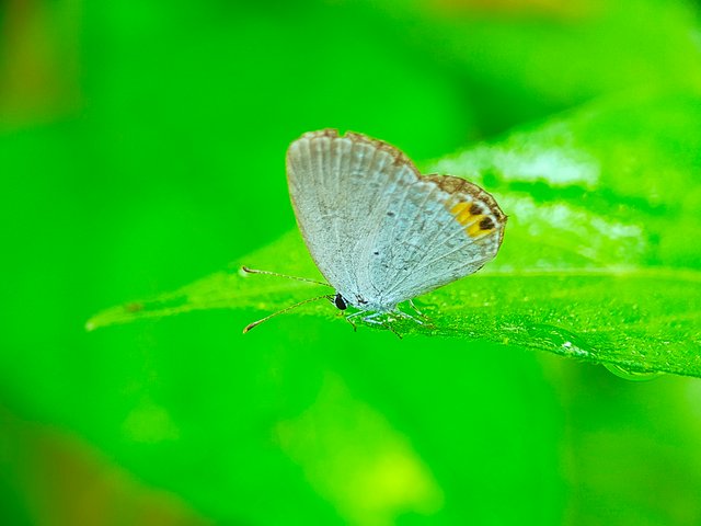 Little Butterfly (19).jpg