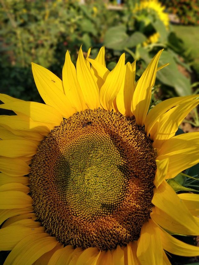 Sunflower 07-05-2017.jpg