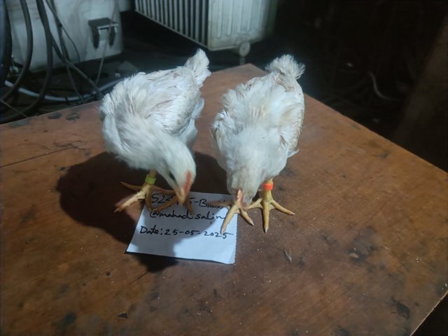 IMG20250525155027.jpg