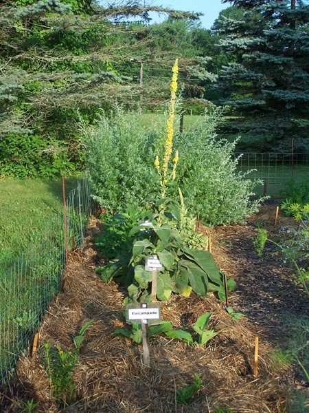 New Herb - Row 1, elecampane, mullein, Roman wormwood crop July 2018.jpg