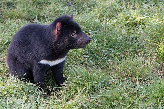 tasmanian-devil-2365434__480.jpg