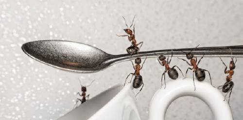 _rz500.1524266893_archive_como_ahuyentar_invasion_de_hormigas.jpeg