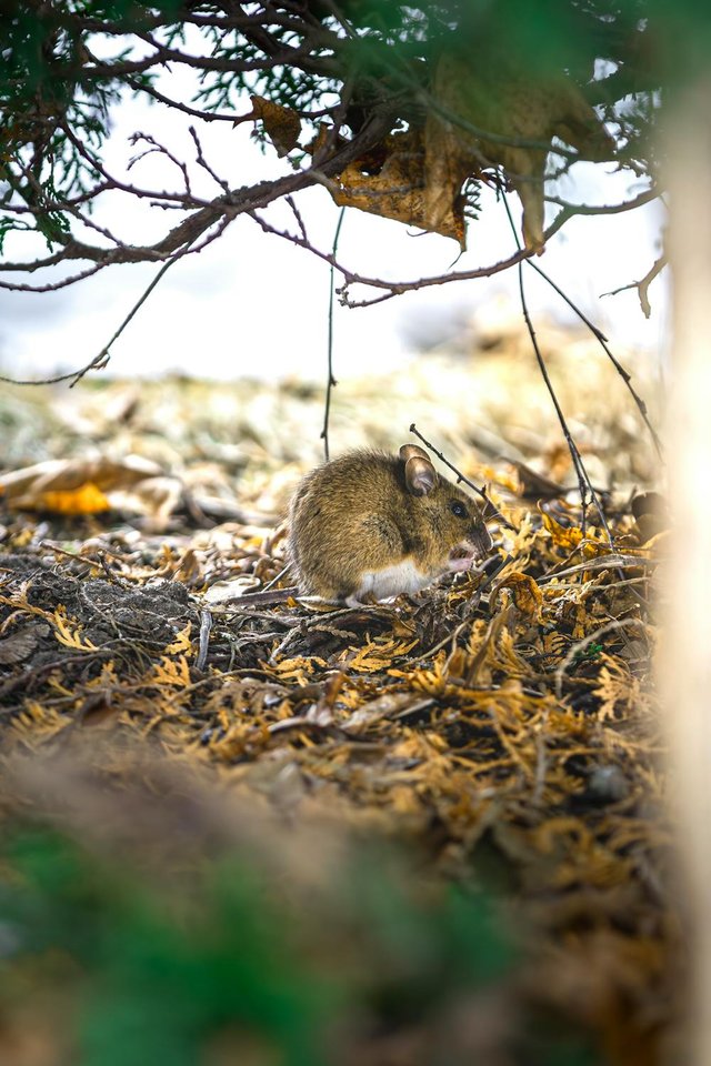 free-photo-of-the-wood-mouse-is-a-little-shy-but-will-come-if-you-stand-still-and-wait.jpeg