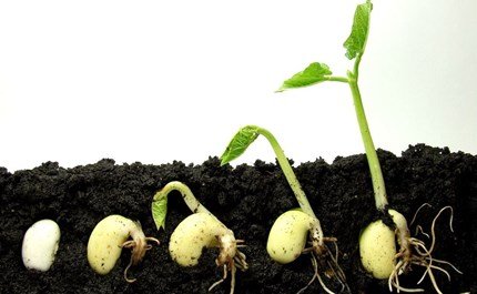 soil-flora-food-plant-produce-turnip-vegetable-sprout-radish-fungus.jpg