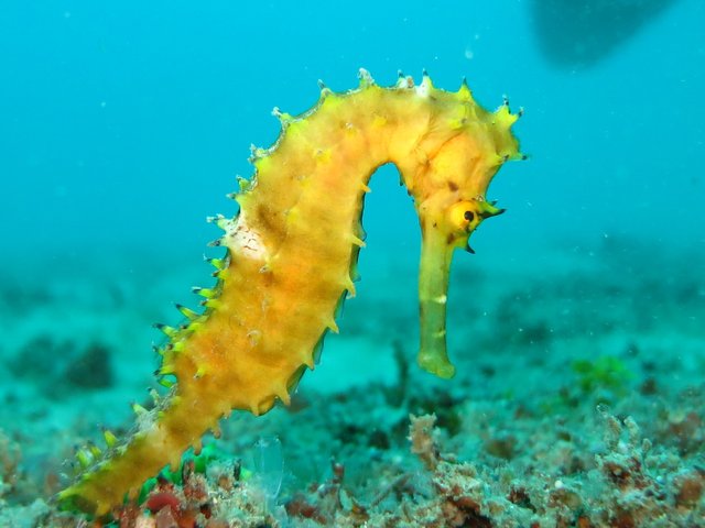 seahorse-1538016_1920.jpg