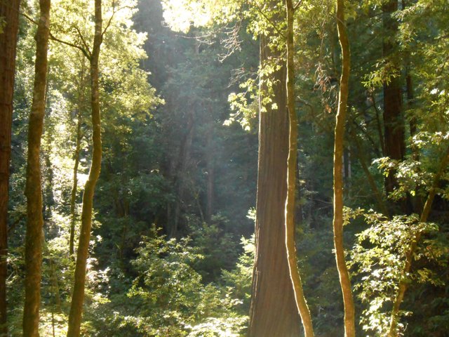 A Community of Trees in Muir Woods.JPG