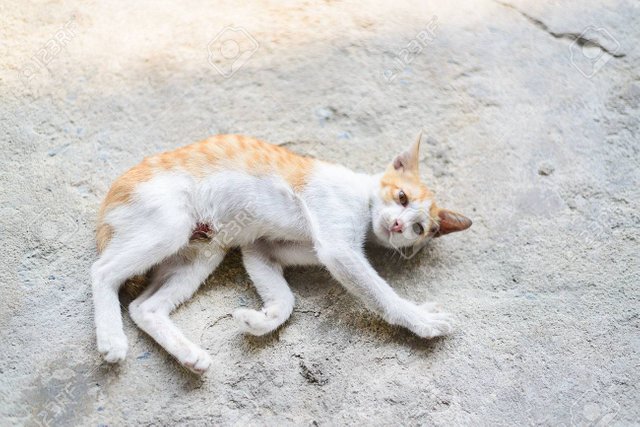 37594464-wounded-kitten-injured-little-cat-with-lesion-at-the-body-stay-on-the-ground-soft-focus.jpg
