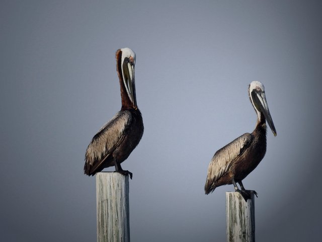 pelicans19FINAL.jpg