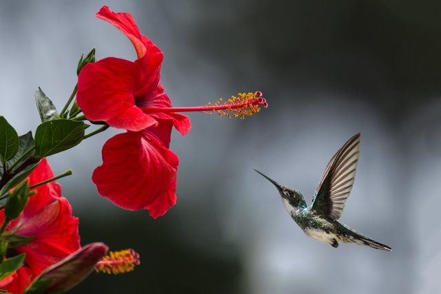 beautiful-beautiful-flowers-bird-1133957.jpg