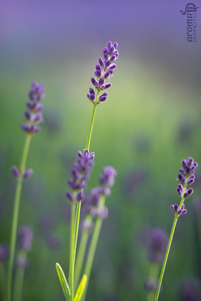 lavender1.JPG