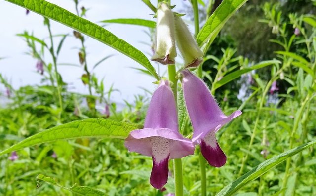 flor de ajonjoli.jpg