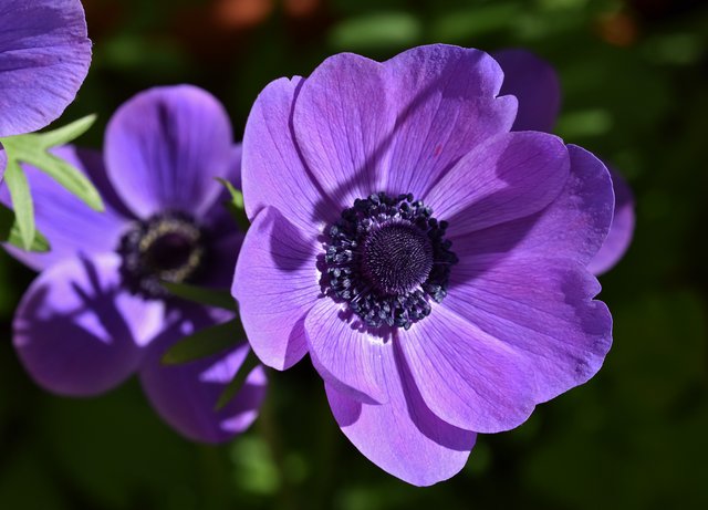 anemone blue flowers.jpg