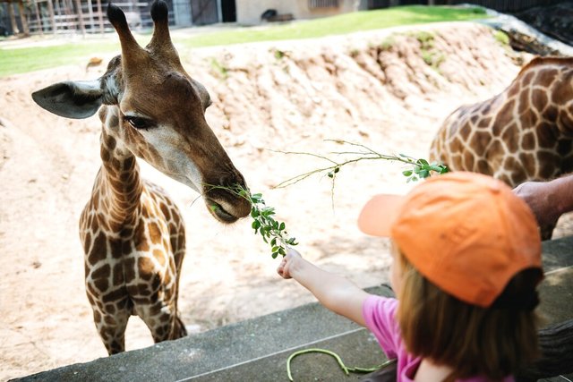 young-caucasian-girl-feeding-giraffe-zoo_53876-16059.jpg