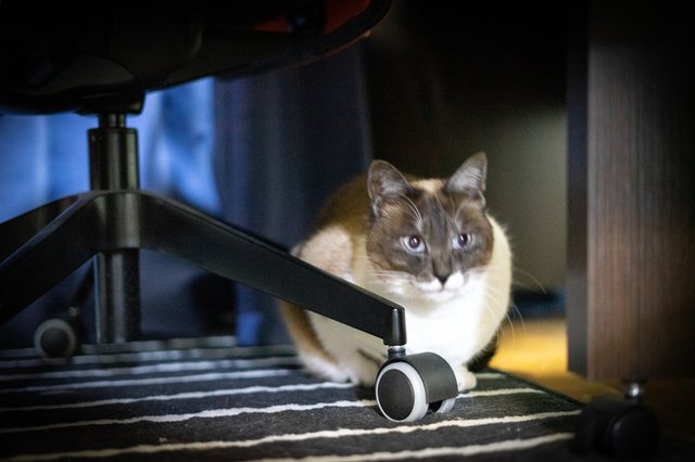 crowncat132_TP_V4.jpg