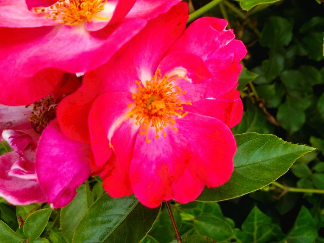 Flower Photography Red 3 Ballerina Heesterrozen Flowers Down Close-up May 28 2017.jpg