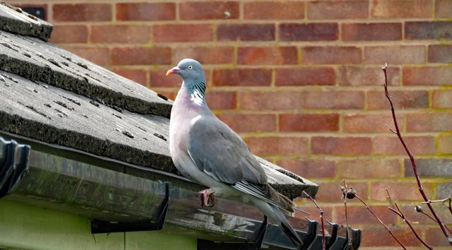 Brisbane Gutter Cleaning - Pest Control