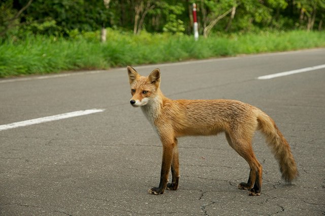 fox-in-the-road.jpg