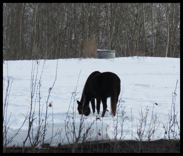 Dougs black mare eating in the snow.JPG