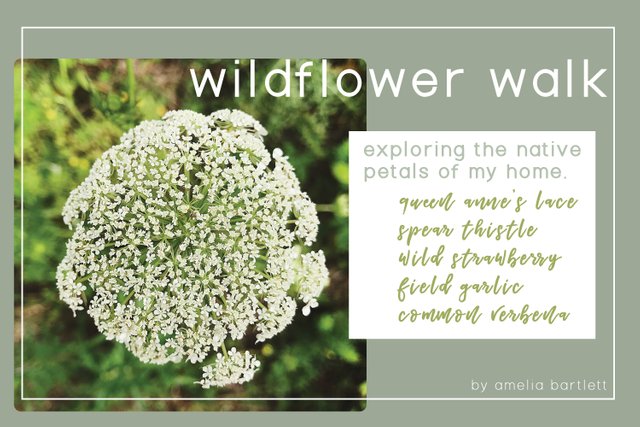 wildflower-sm.jpg