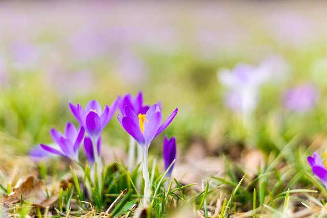crocus-3887311_1280.jpg
