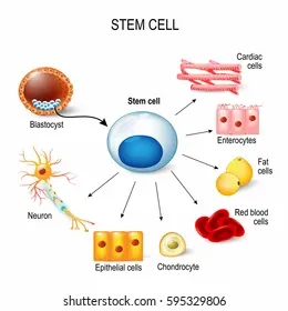 stem-cells-these-inner-cell-260nw-595329806.webp