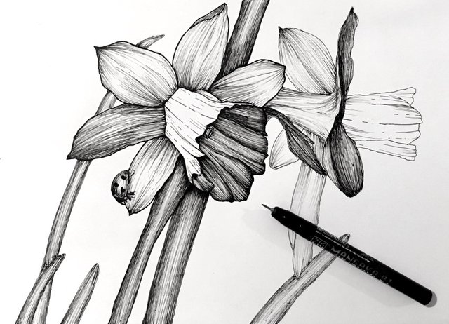 narcissus-flower-pen-drawing.jpg