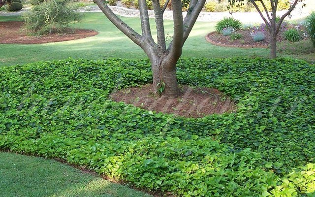 ficus (1).jpg