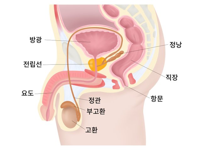 고환 음낭 잠복고환 정자 건강한정자 종로한의원.jpg