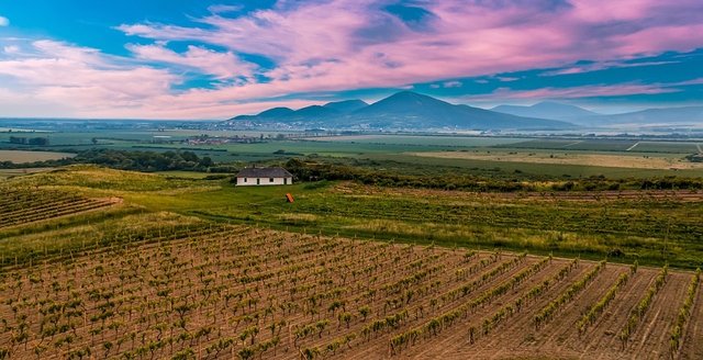 tokaj vinregion i ungarn.jpg