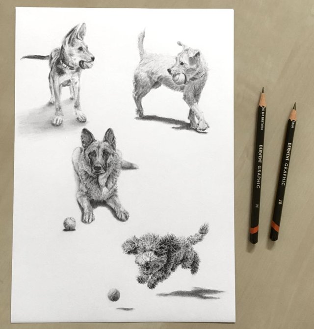 dogs-graphite-drawing.jpg