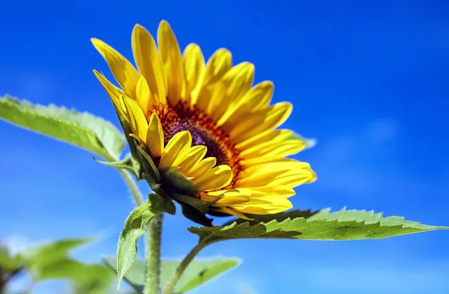 sunflower-1536088_1280.webp