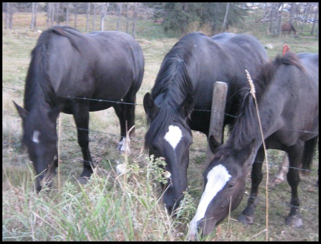 3 of Jeremys black horses eating grass over the fence.JPG