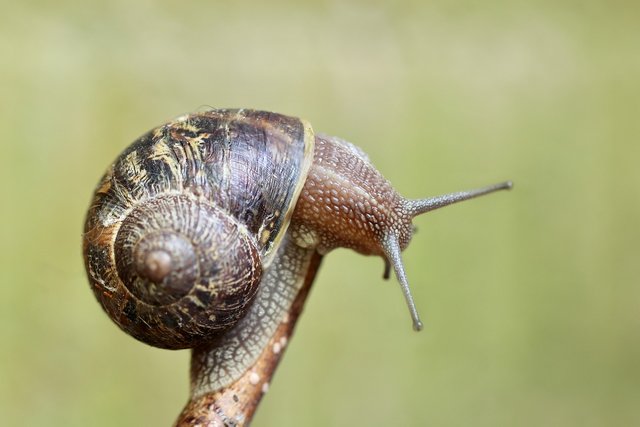 snail-6290772_1280.jpg
