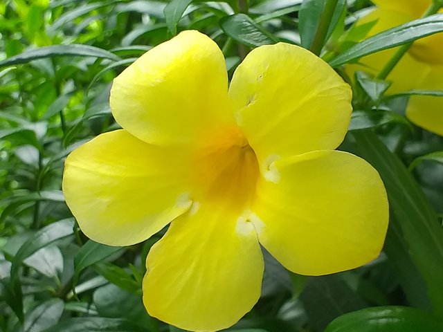 flower3016.jpg