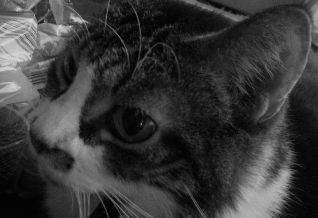 Cat Photography, B&W Toby Among Things CatMake-up, May 14 2017.jpg
