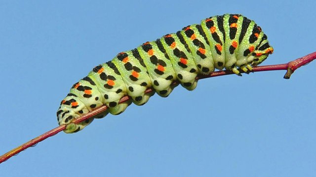 caterpillar-3265899_1280.jpg